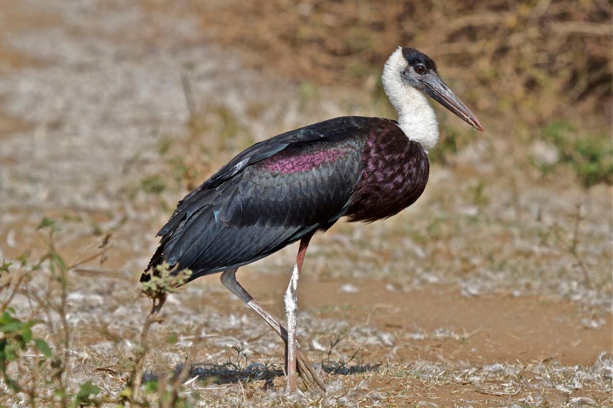 Woolly-necked Stork